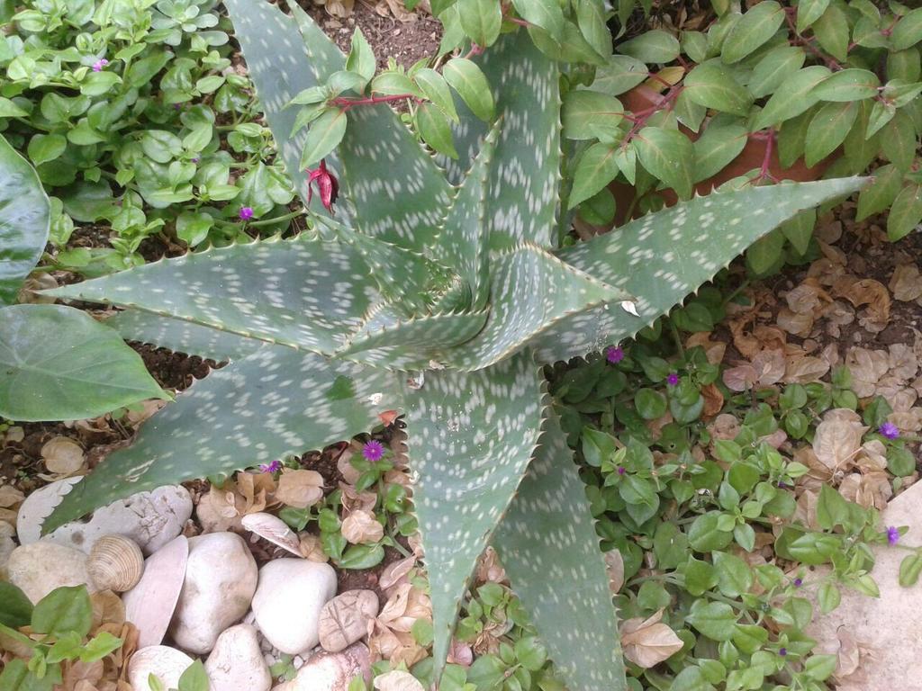 Apartment Cactus Donji Okrug  Eksteriør bilde